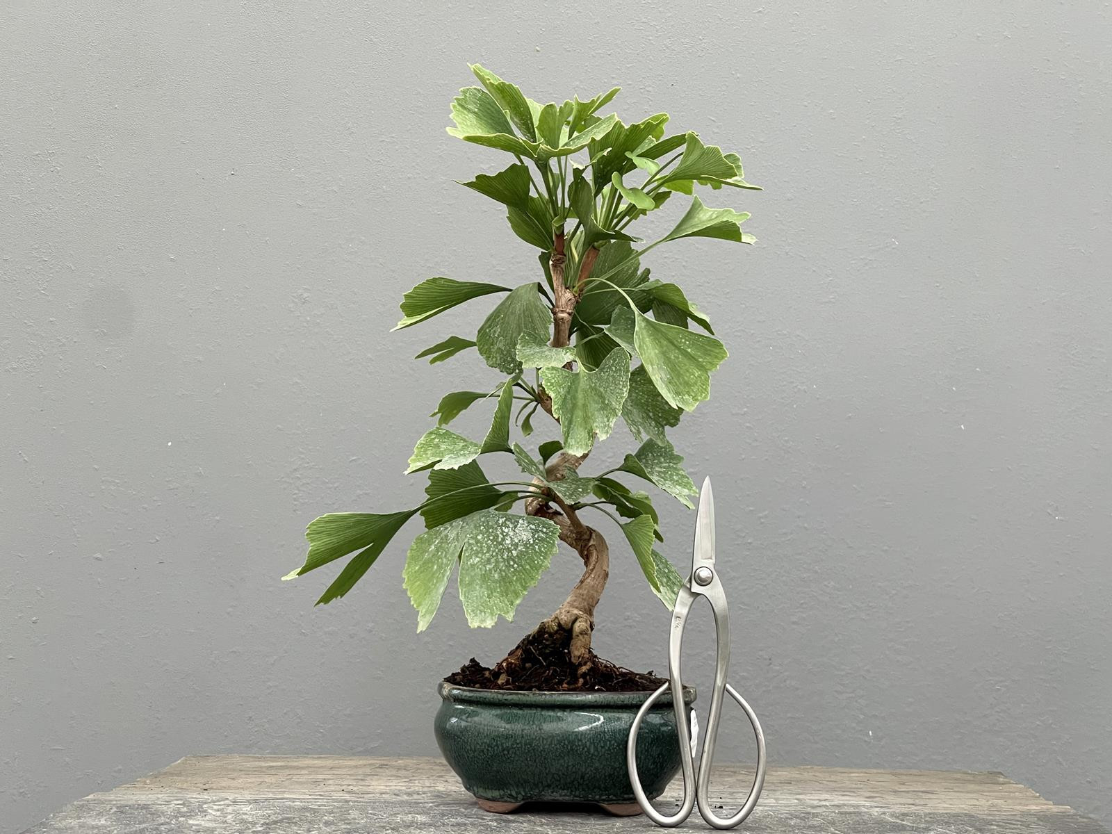 Bonsái Ginkgo Biloba 21972/3