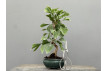 Bonsái Ginkgo Biloba 21972/3