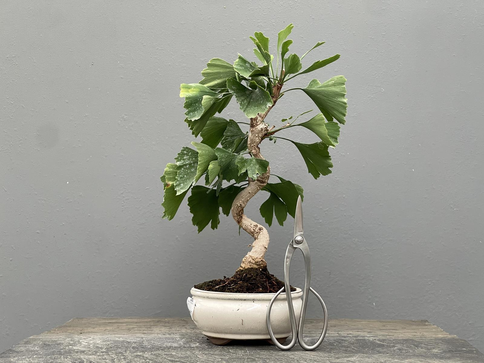 Bonsái Ginkgo Biloba 21972/2