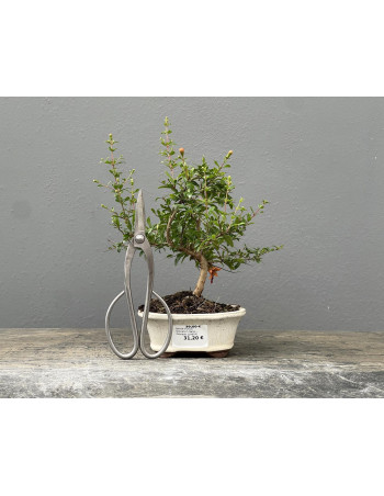 Bonsái Punica Granatum Nana – Granado 21967/6