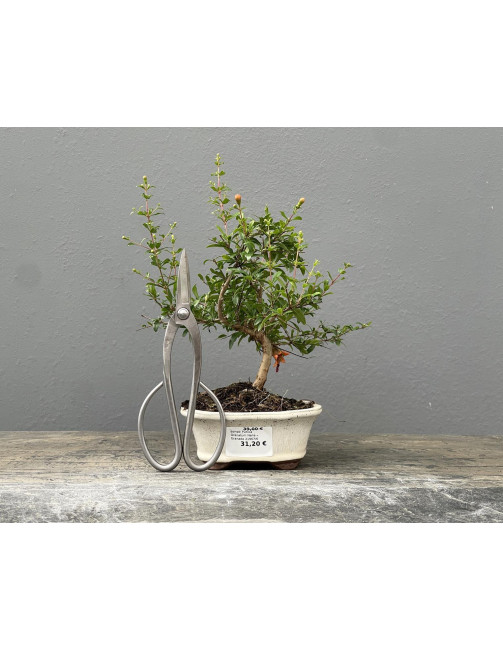 Bonsái Punica Granatum Nana – Granado 21967/6