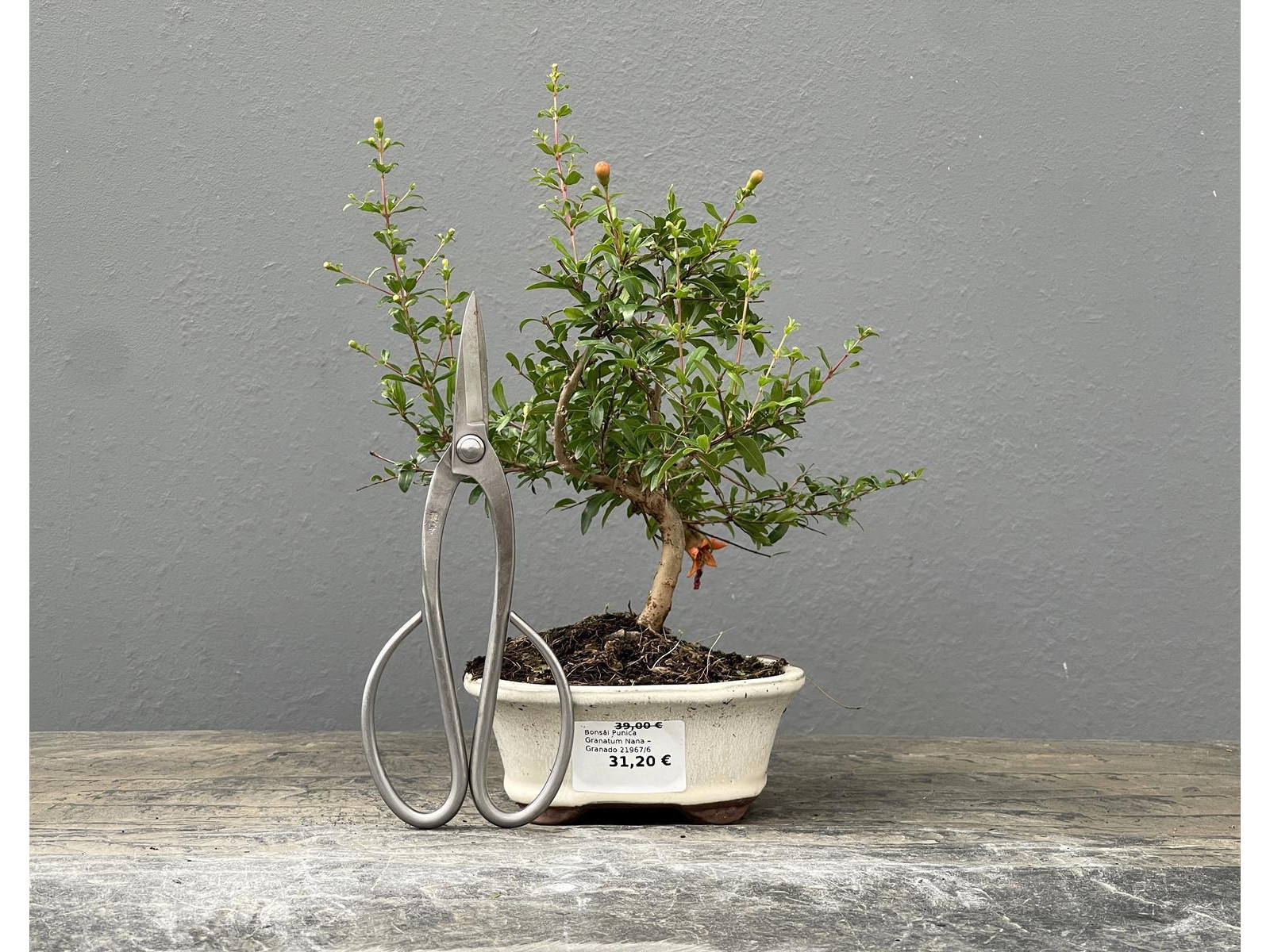 Bonsái Punica Granatum Nana – Granado 21967/6