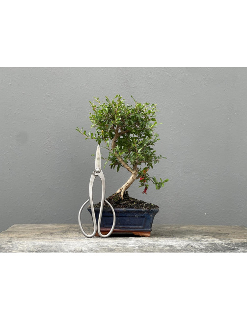 Bonsái Punica Granatum Nana – Granado 21968/1