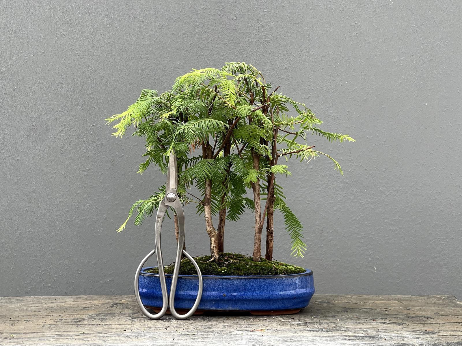 Bonsái Metasequoia Glyptostroboides 21973/2