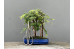 Bonsái Metasequoia Glyptostroboides 21973/2
