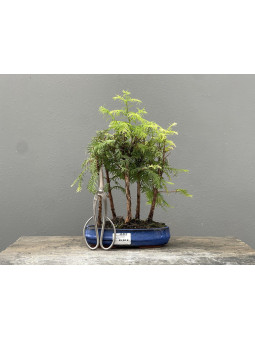 Bonsái Metasequoia Glyptostroboides 21973/3