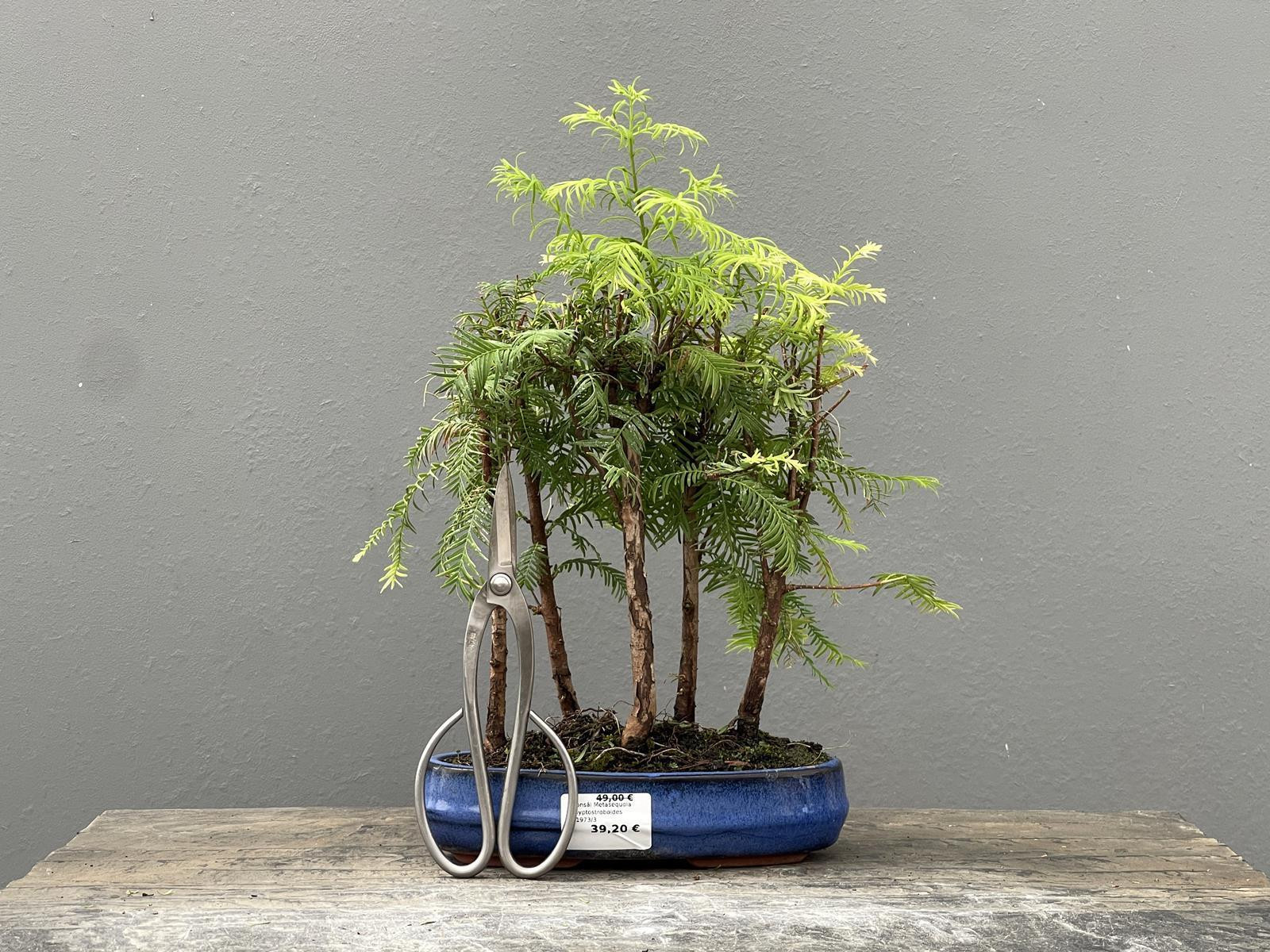 Bonsái Metasequoia Glyptostroboides 21973/3