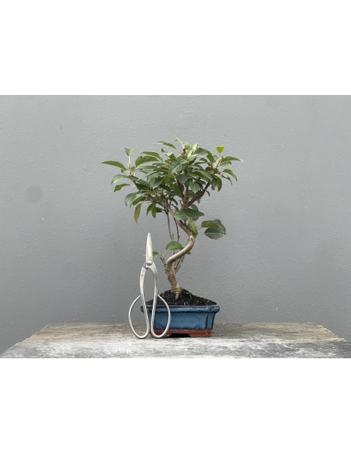 Bonsái Malus – Manzano 21965/2