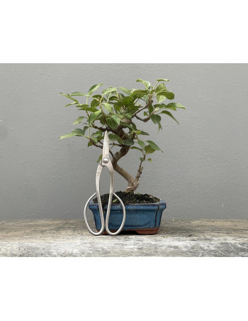 Bonsái Malus – Manzano 21965/1
