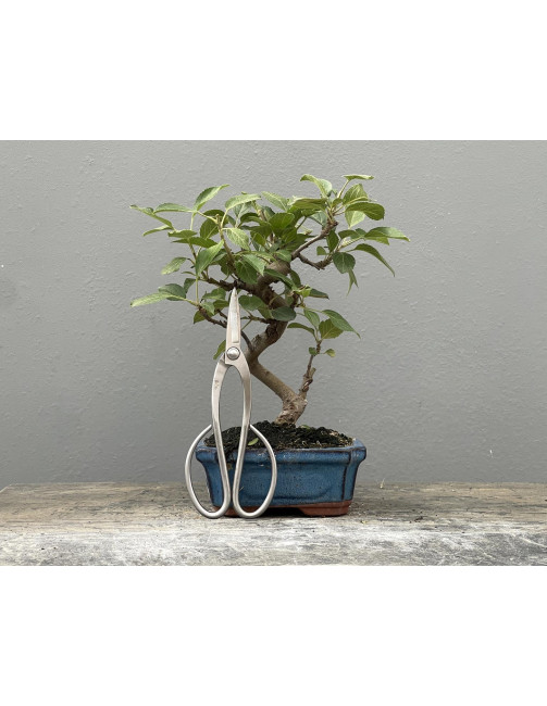 Bonsái Malus – Manzano 21965/1