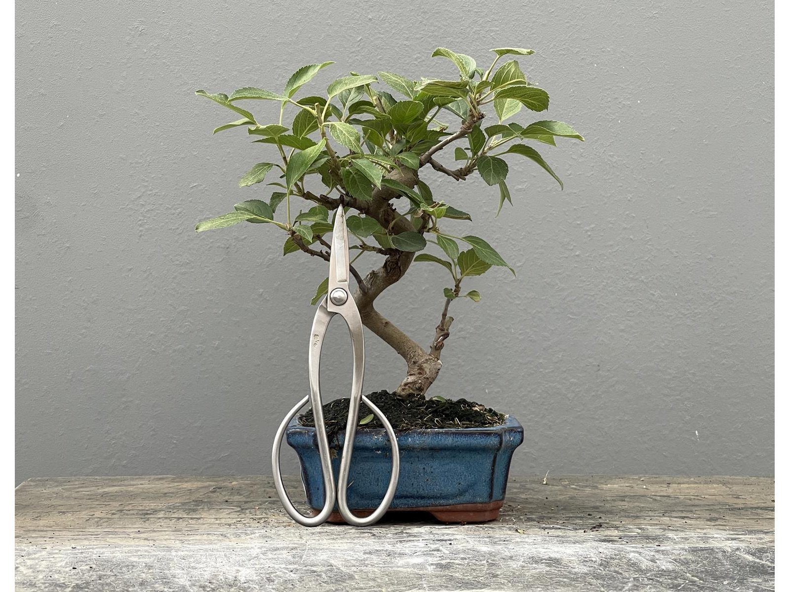 Bonsái Malus – Manzano 21965/1