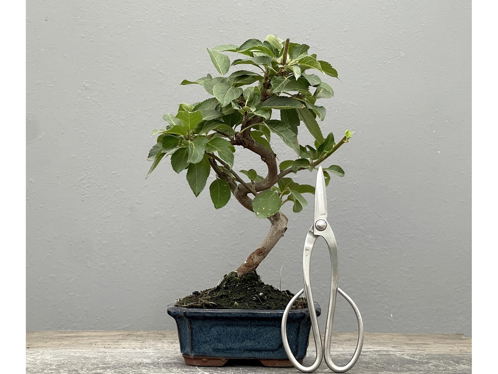 Bonsái Malus – Manzano 21965/3