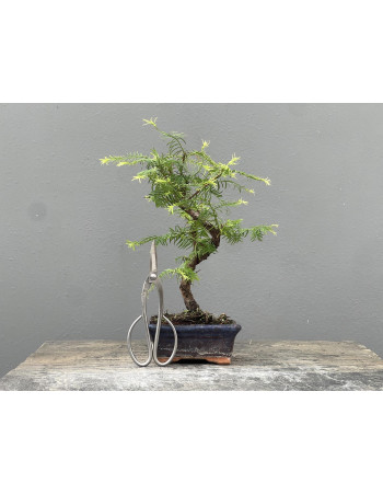 Bonsái Metasequoia Glyptostroboides 21966/3