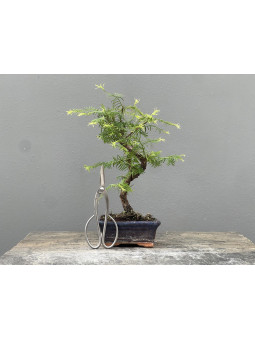 Bonsái Metasequoia Glyptostroboides 21966/3