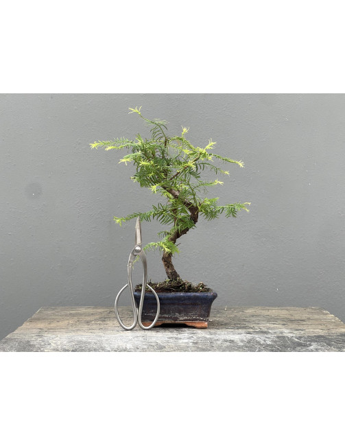 Bonsái Metasequoia Glyptostroboides 21966/3