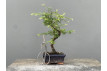 Bonsái Metasequoia Glyptostroboides 21966/3