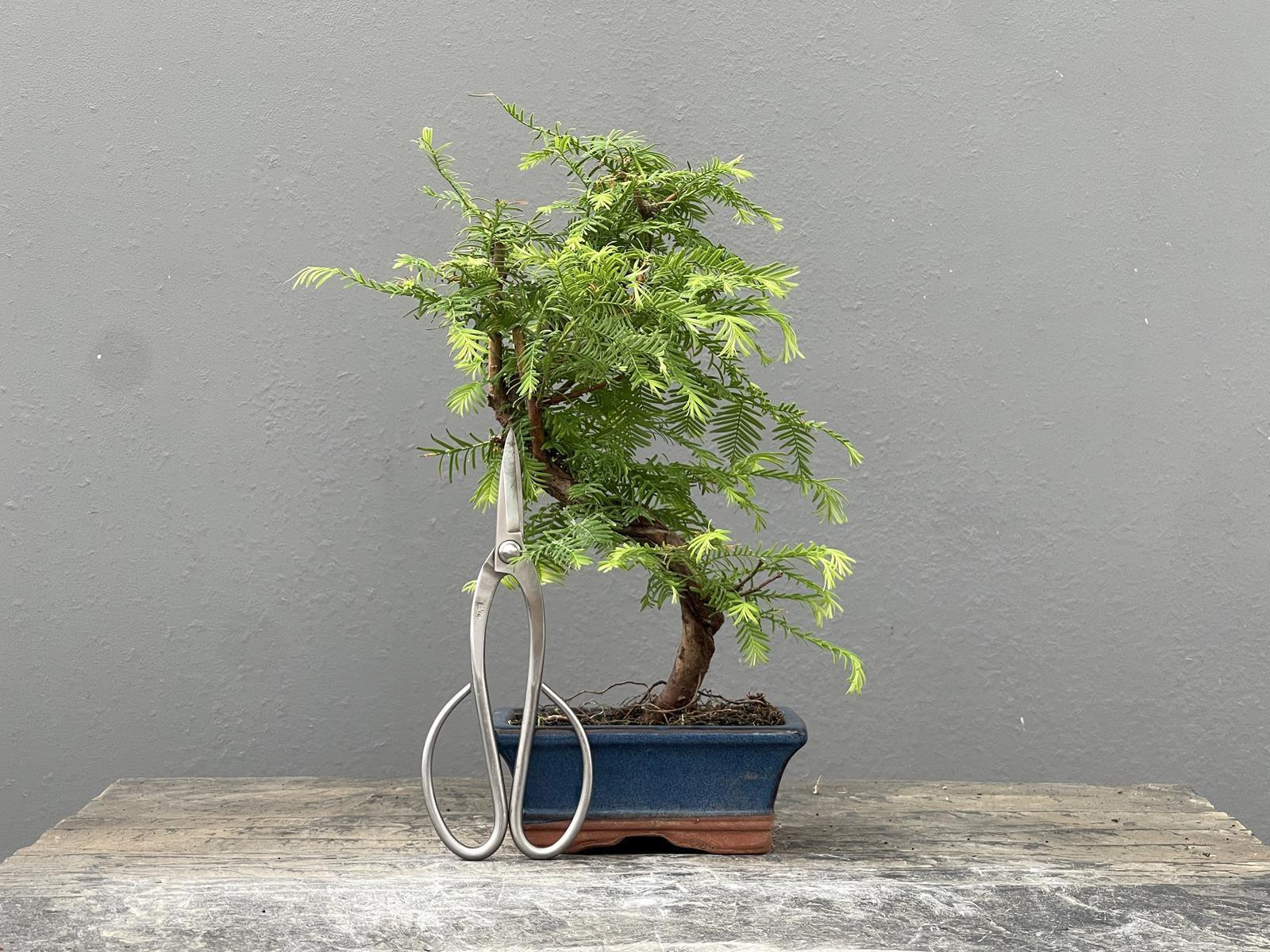 Bonsái Metasequoia Glyptostroboides 21966/2