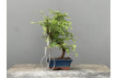 Bonsái Metasequoia Glyptostroboides 21966/2