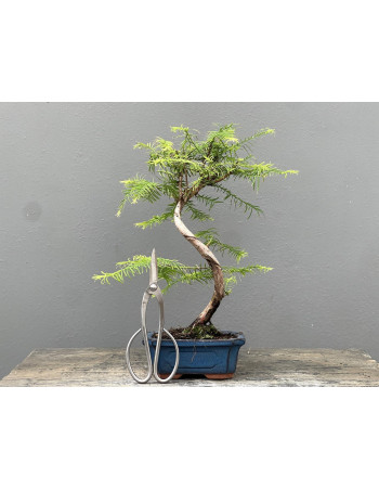 Bonsái Metasequoia Glyptostroboides 21966/1