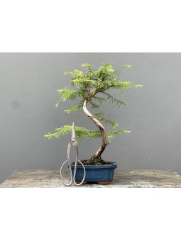 Bonsái Metasequoia Glyptostroboides 21966/1