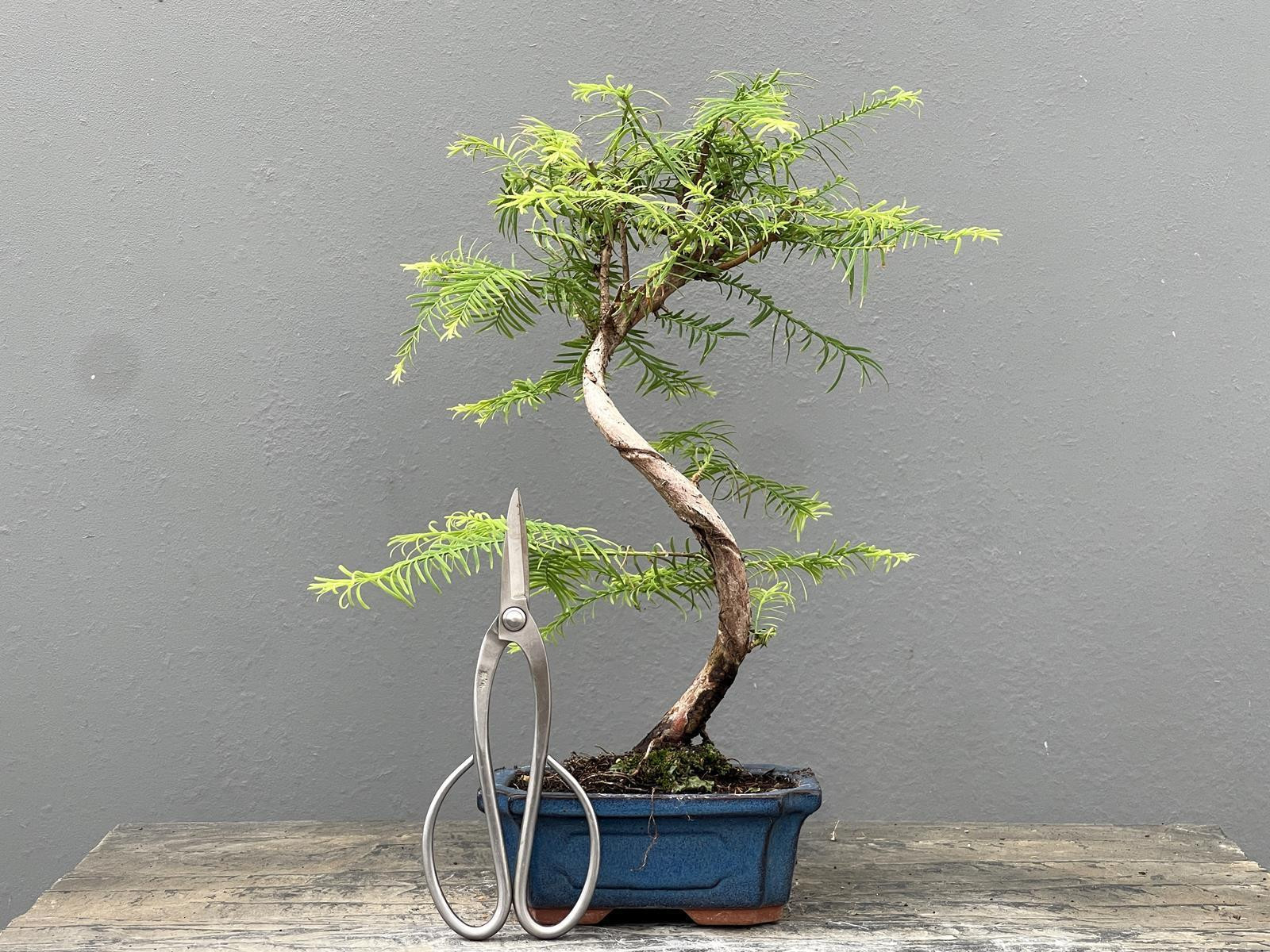 Bonsái Metasequoia Glyptostroboides 21966/1