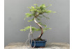 Bonsái Metasequoia Glyptostroboides 21966/1
