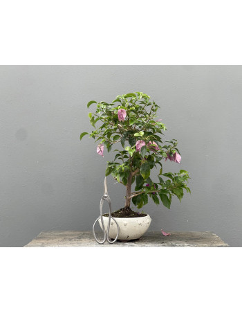 Bonsái Bouganvillea Glabra – Buganvilla 21976/1