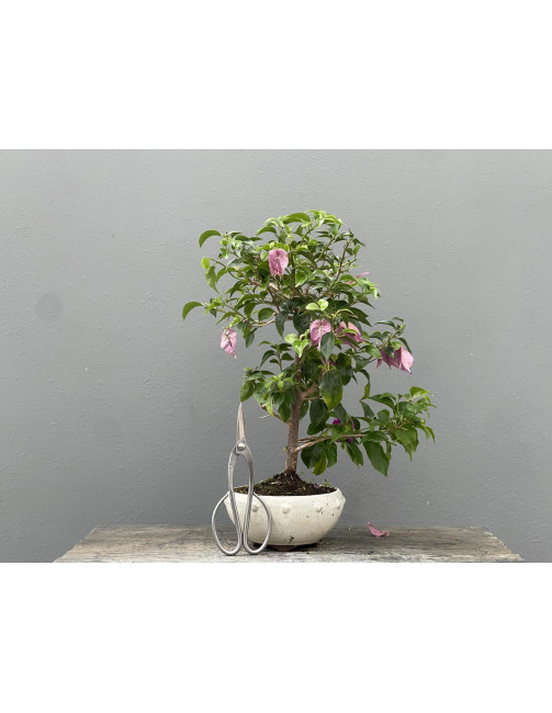 Bonsái Bouganvillea Glabra – Buganvilla 21976/1