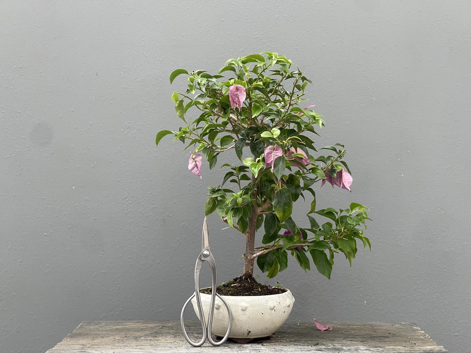 Bonsái Bouganvillea Glabra – Buganvilla 21976/1