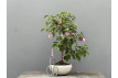 Bonsái Bouganvillea Glabra – Buganvilla 21976/1