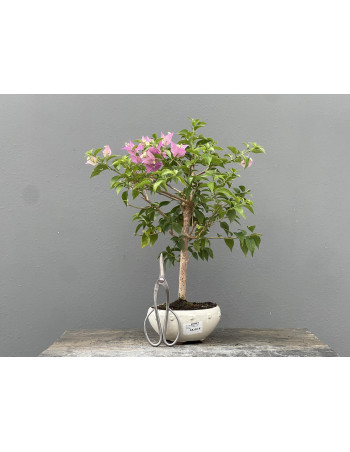 Bonsái Bouganvillea Glabra – Buganvilla 21976/3