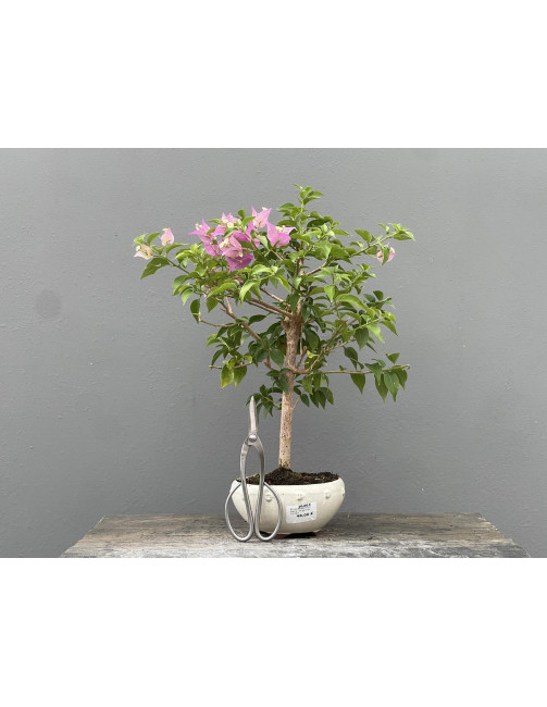 Bonsái Bouganvillea Glabra – Buganvilla 21976/3