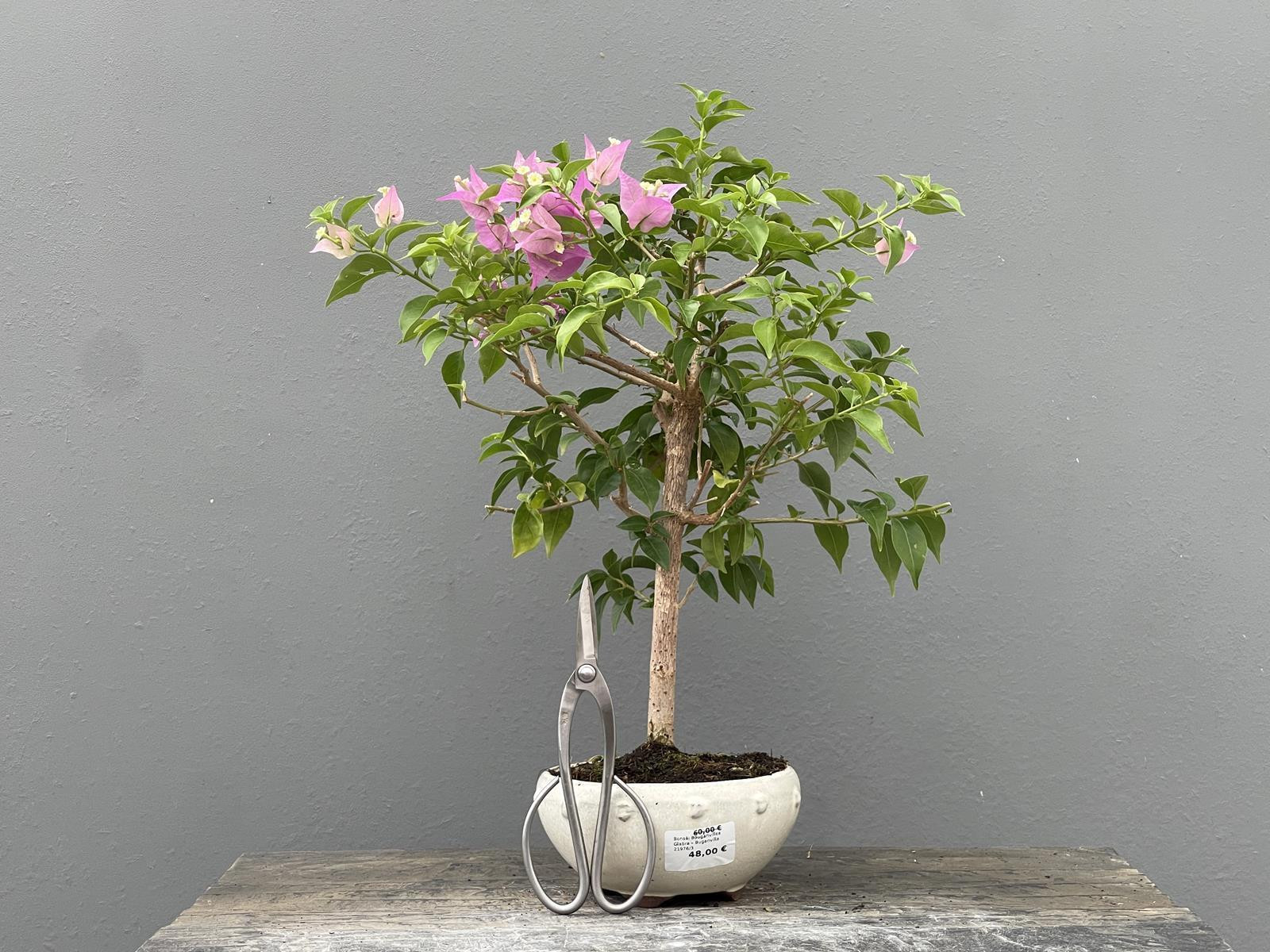Bonsái Bouganvillea Glabra – Buganvilla 21976/3
