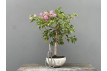 Bonsái Bouganvillea Glabra – Buganvilla 21976/3