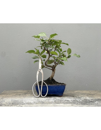 Bonsái Malus – Manzano 21964/1