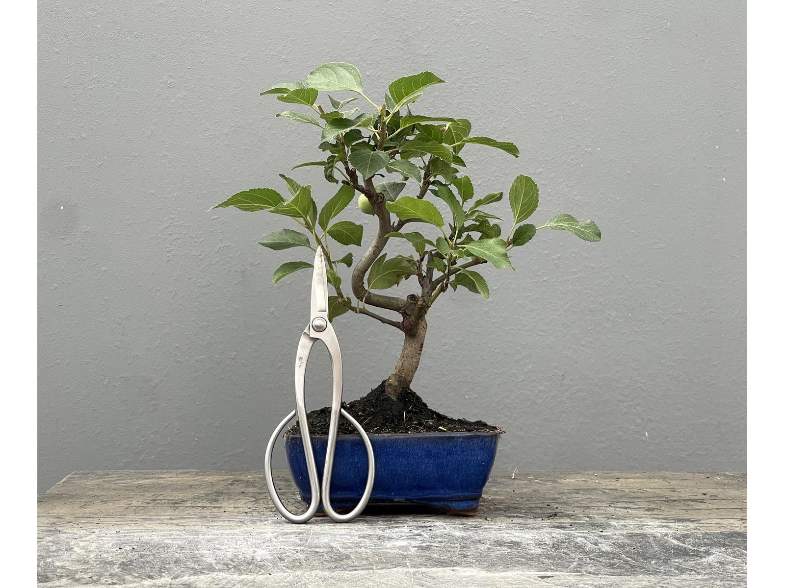 Bonsái Malus – Manzano 21964/1
