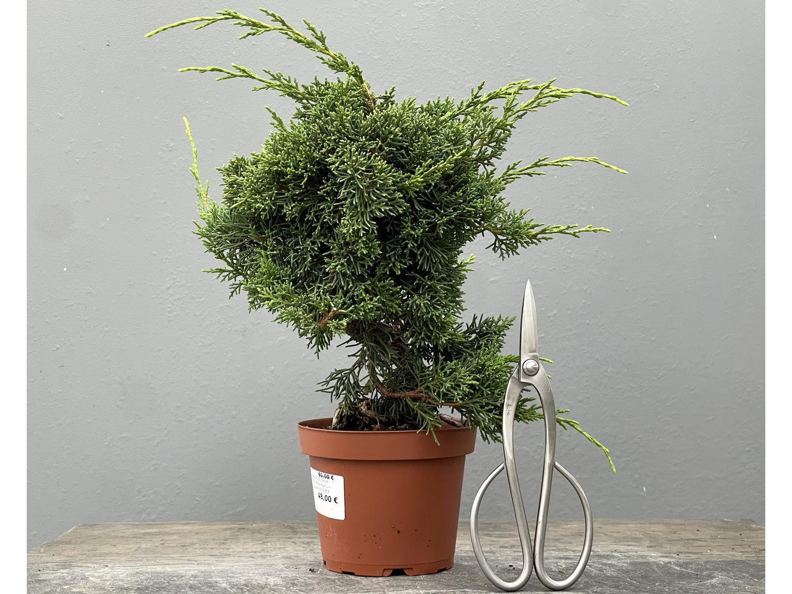 Bonsái Juníperus Chinensis Kyshu – Junípero 21978/3