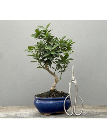Bonsái Citrus Myrtifolia – Naranjo 21970/1
