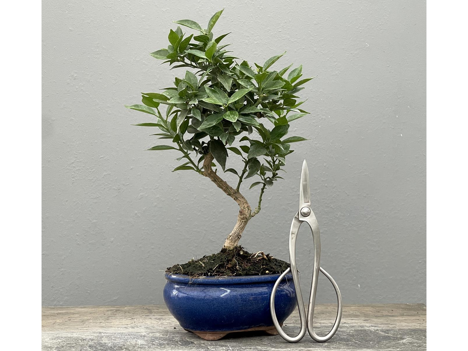 Bonsái Citrus Myrtifolia – Naranjo 21970/1