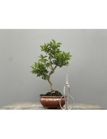 Bonsái Citrus Myrtifolia – Naranjo 21970/3
