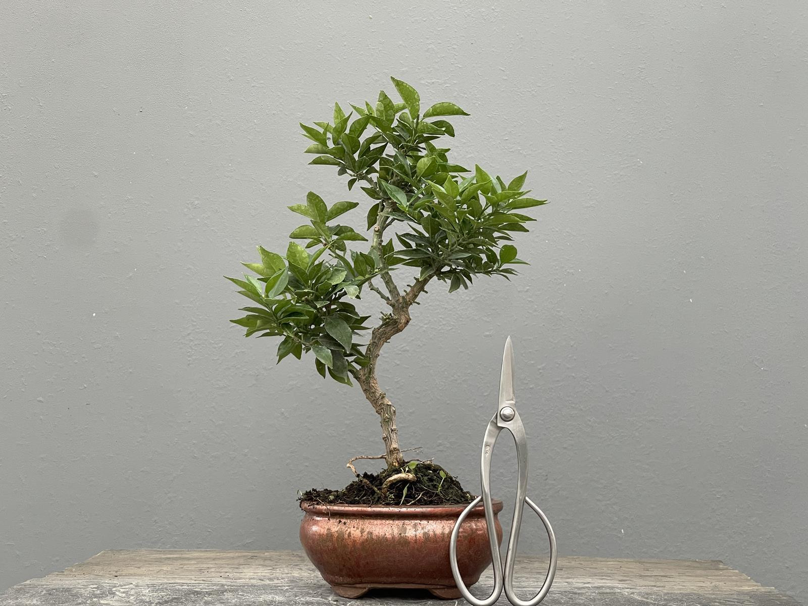 Bonsái Citrus Myrtifolia – Naranjo 21970/3