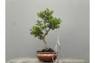 Bonsái Citrus Myrtifolia – Naranjo 21970/3