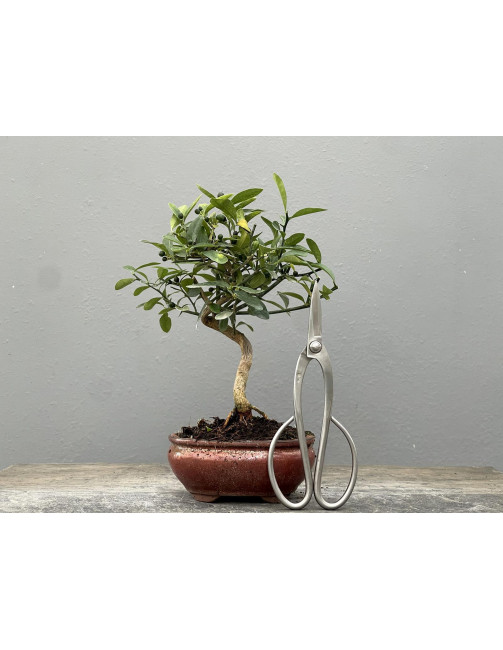 Bonsái Citrus Kinzu – Naranjo enano 21961/1