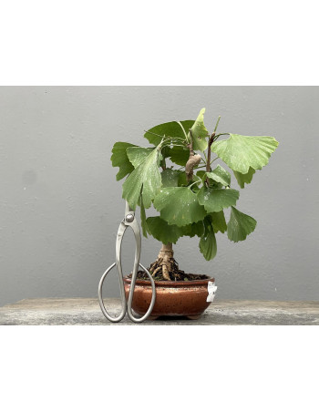 Bonsái Ginkgo Biloba 21963/4
