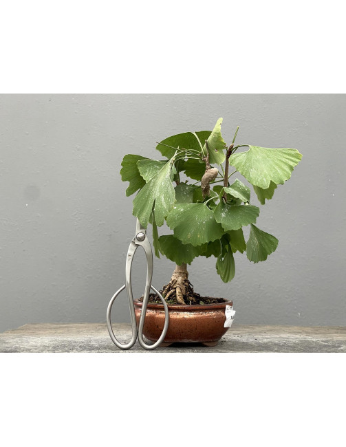 Bonsái Ginkgo Biloba 21963/4