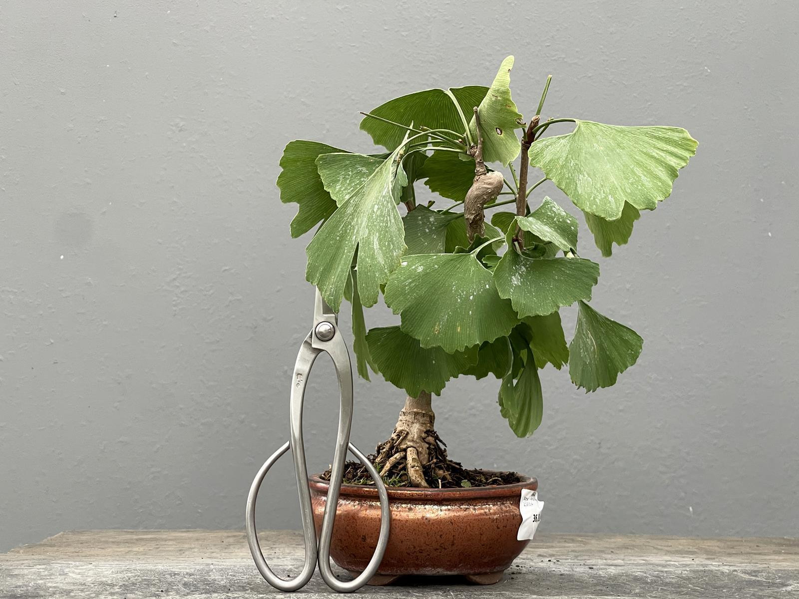 Bonsái Ginkgo Biloba 21963/4