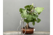 Bonsái Ginkgo Biloba 21963/4