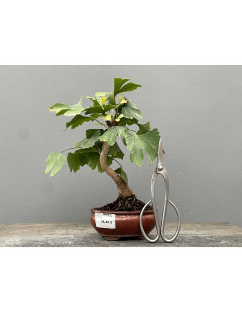 Bonsái Ginkgo Biloba 21963/2