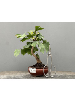 Bonsái Ginkgo Biloba 21963/2