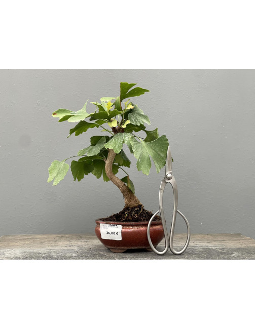 Bonsái Ginkgo Biloba 21963/2